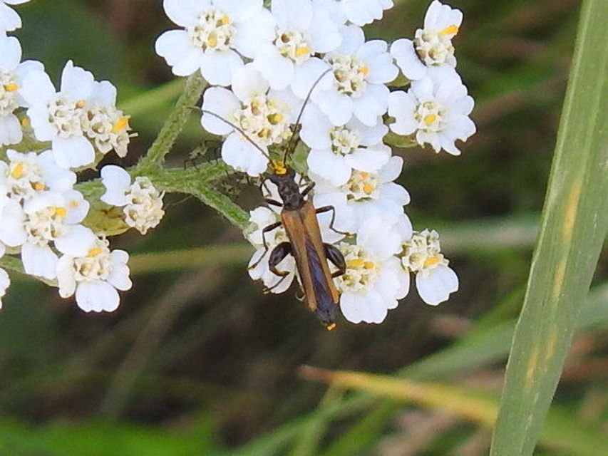 Oedemera femorata - sárgahátú álcincér