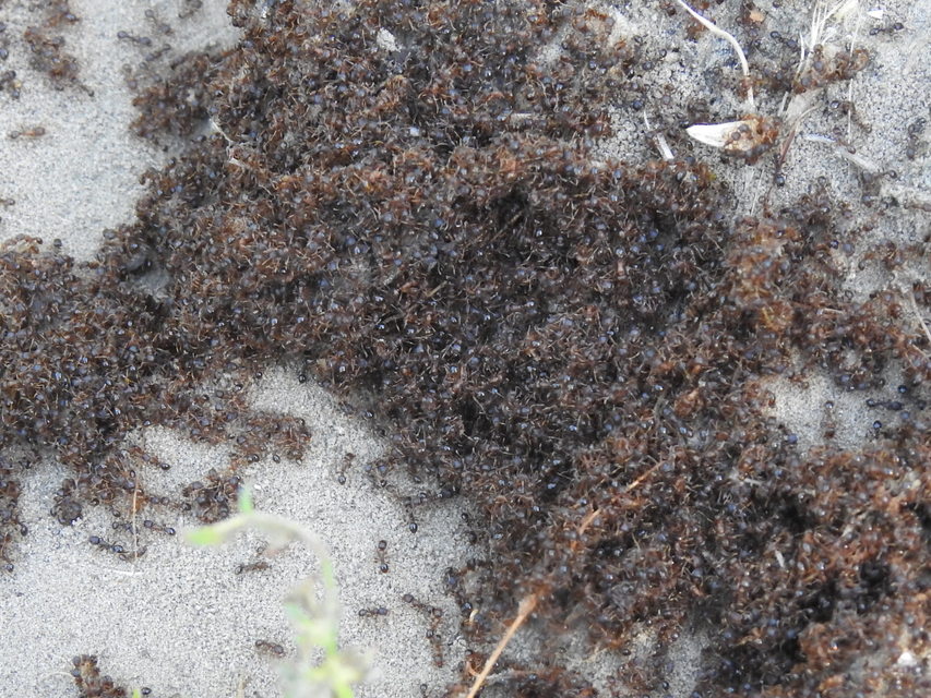 Tetramorium