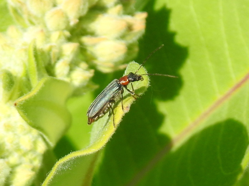 Oedemera croceicollis - pirostorú álcincér