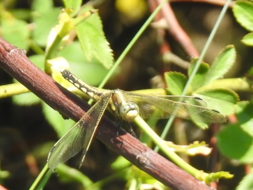 Orthetrum albistylum - fehérfarkú pásztorszitakötő