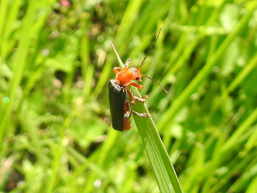 Cantharis livida - mezei lágybogár
