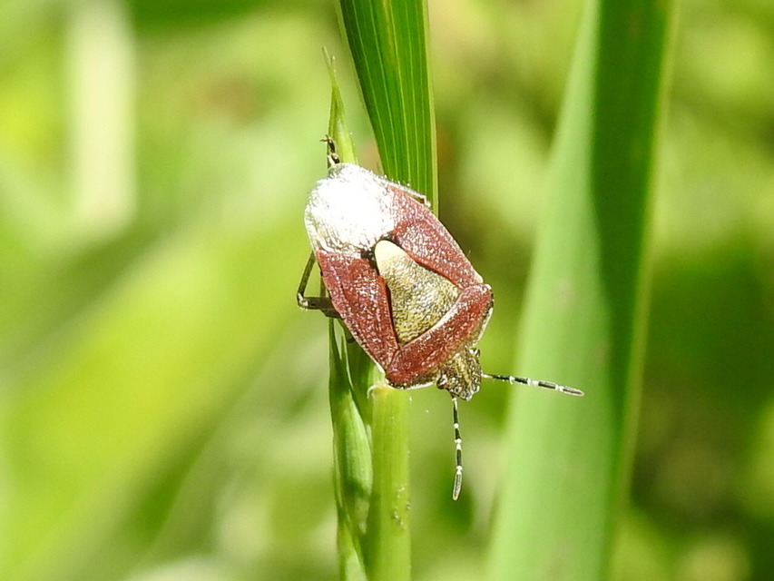 Dolycoris baccarum - közönséges bogyómászó-poloska