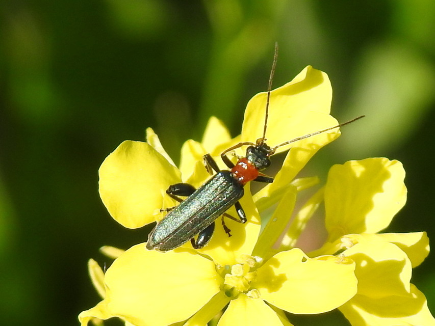 Oedemera croceicollis - pirostorú álcincér