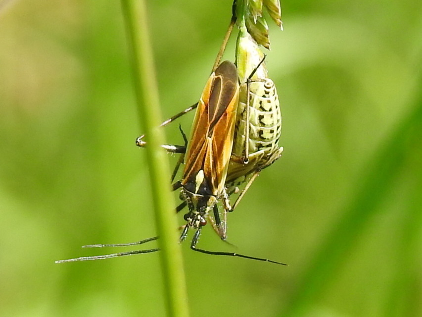 Leptopterna dolabrata - közönséges mezeipoloska