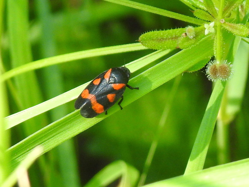 Cercopis arcuata/sanguinolenta