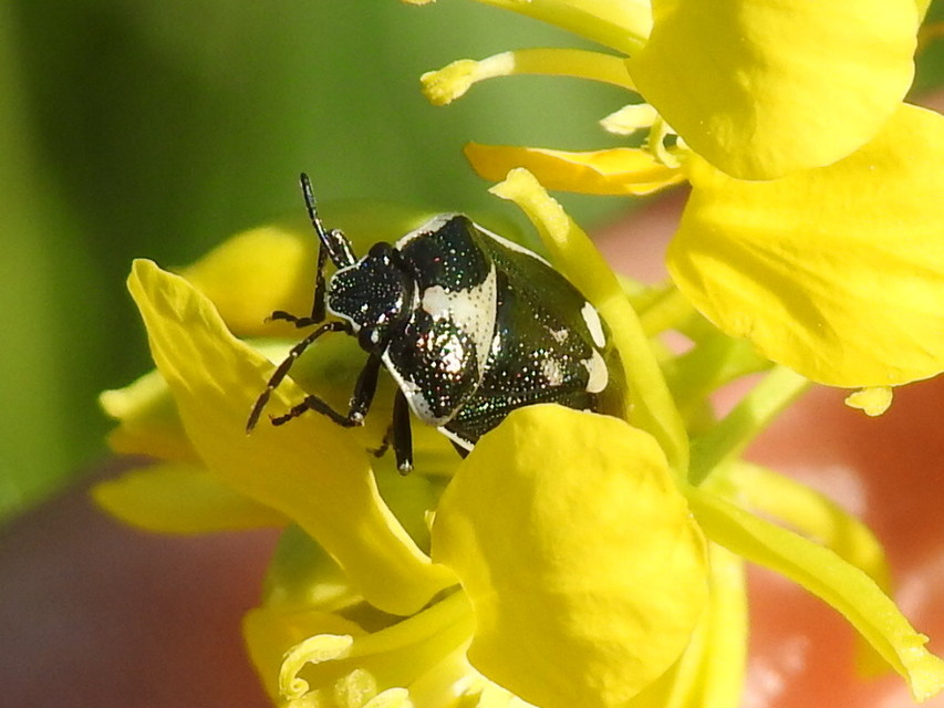 Eurydema oleracea - paréjpoloska Eurydema oleracea - paréjpoloska