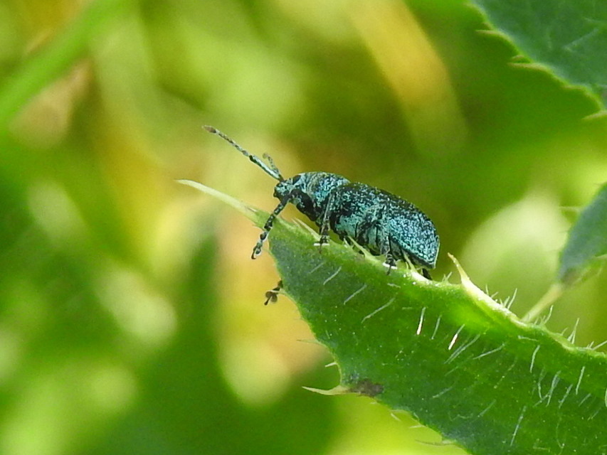Phyllobius thalassinus - tömpeorrú levélormányos