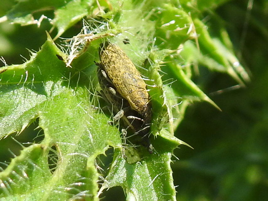 Lixus cardui/filiformis