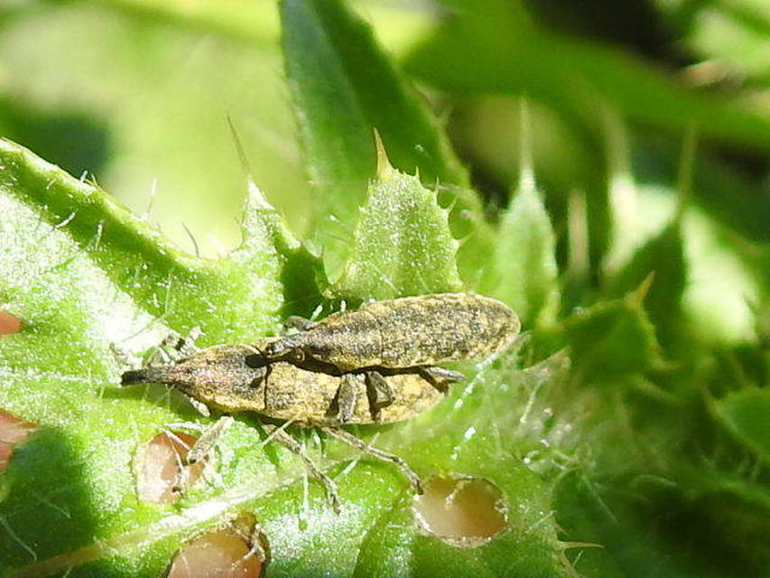 Lixus cardui/filiformis