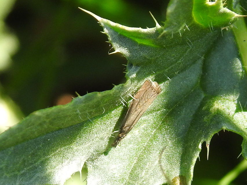 Platytes cerussella - törpe fűgyökérmoly