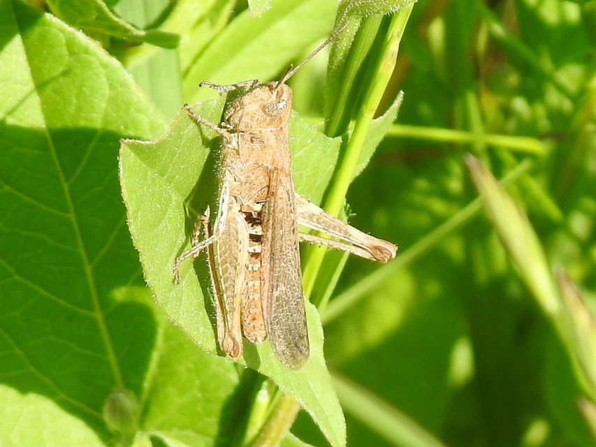 Chorthippus brunneus - közönséges tarlósáska