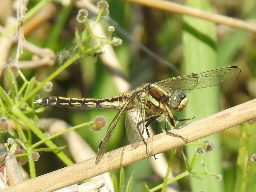 Orthetrum albistylum - fehérfarkú pásztorszitakötő