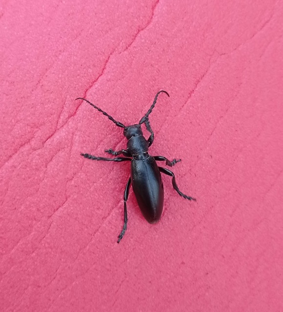 Dorcadion aethiops - fekete gyalogcincér