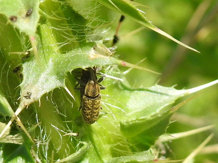 Lixus cardui/filiformis
