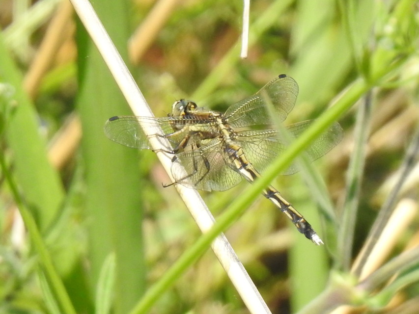 Orthetrum albistylum - fehérfarkú pásztorszitakötő