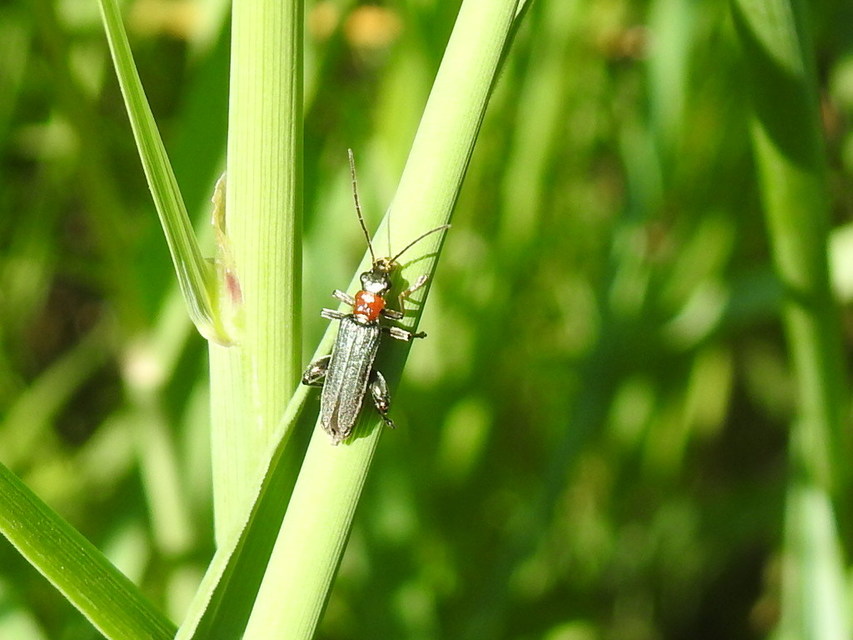 Oedemera croceicollis - pirostorú álcincér