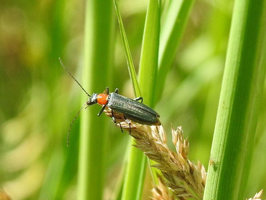 Oedemera croceicollis - pirostorú álcincér