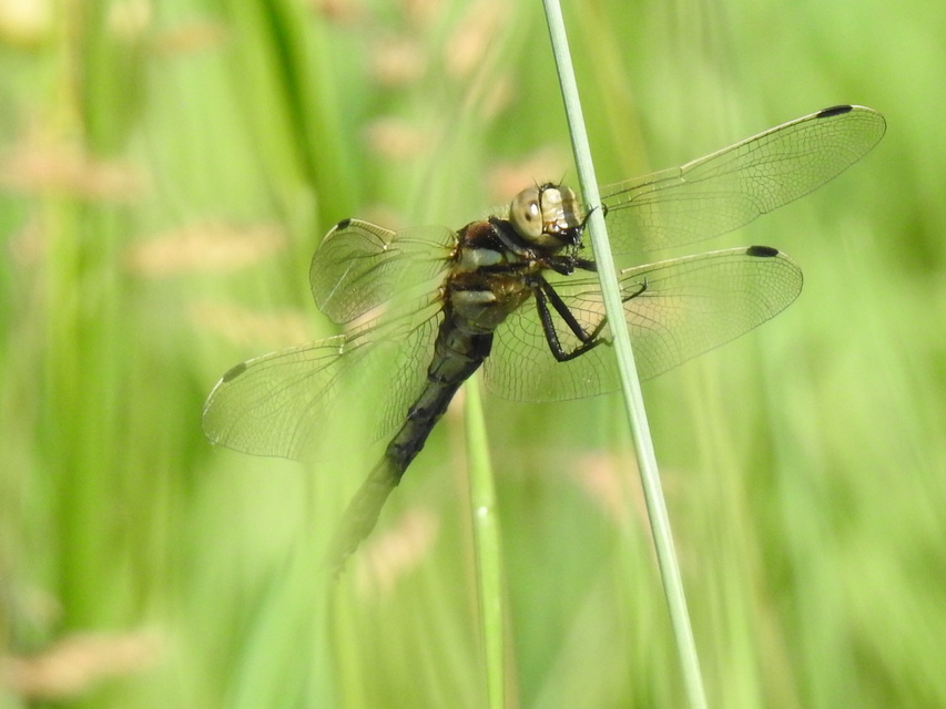 Orthetrum albistylum - fehérfarkú pásztorszitakötő