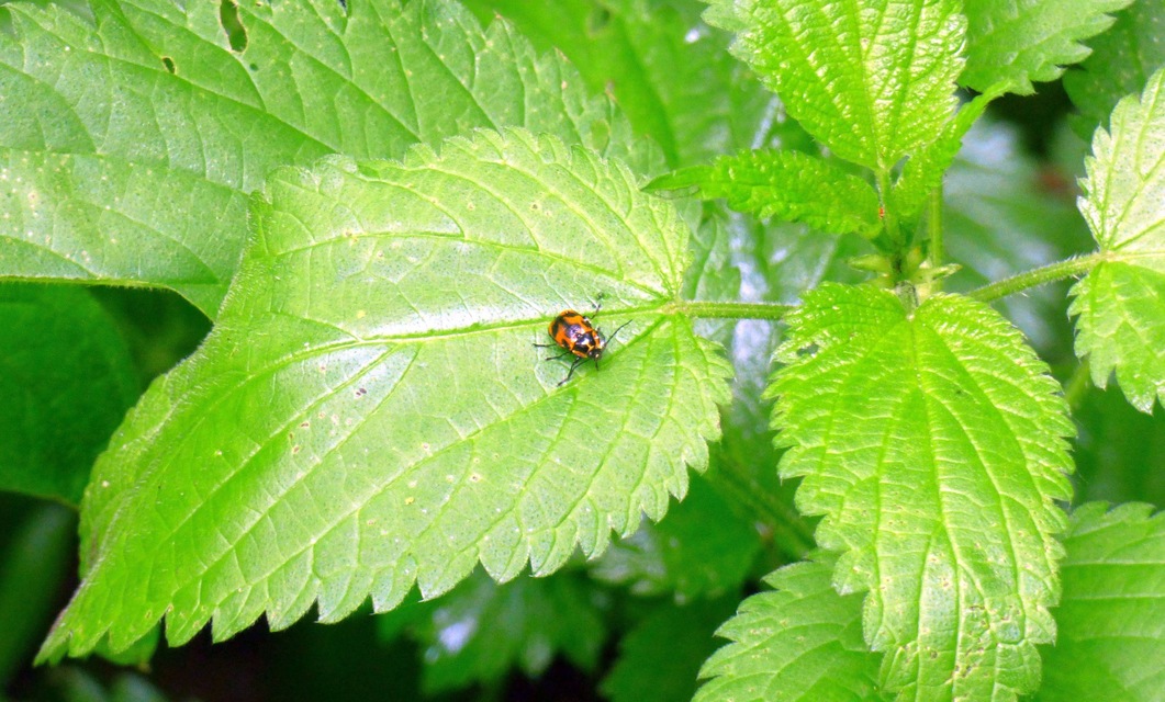 Cryptocephalus sexpunctatus - hatfoltos zömökbogár Cryptocephalus sexpunctatus - hatfoltos zömökbogár
