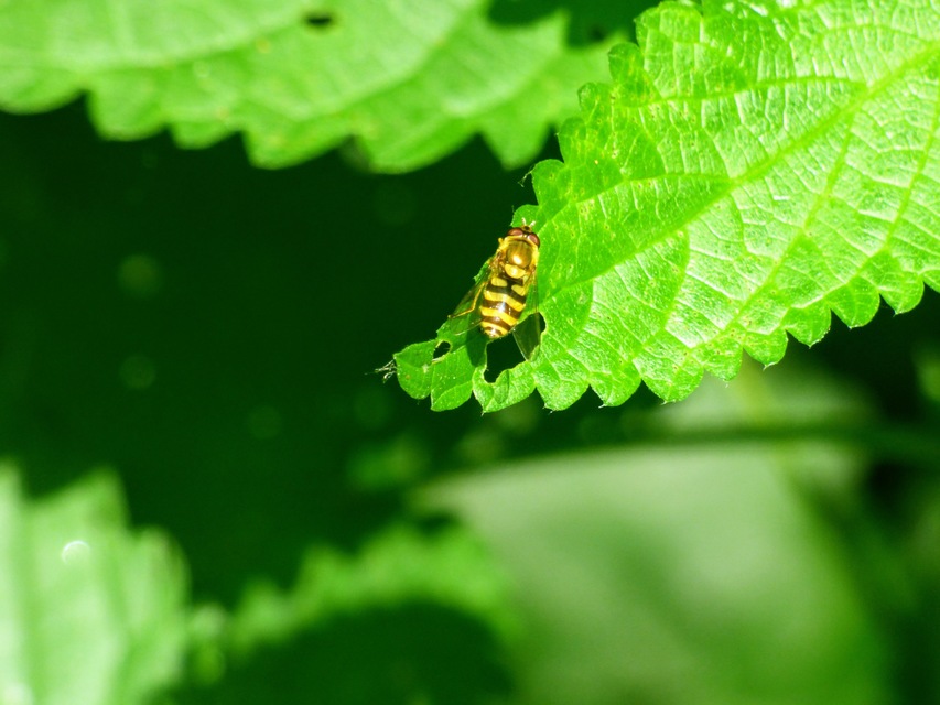 Syrphidae - zengőlegyek