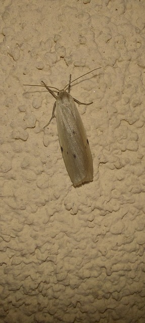 Pelosia muscerda - hamvas zuzmószövő
