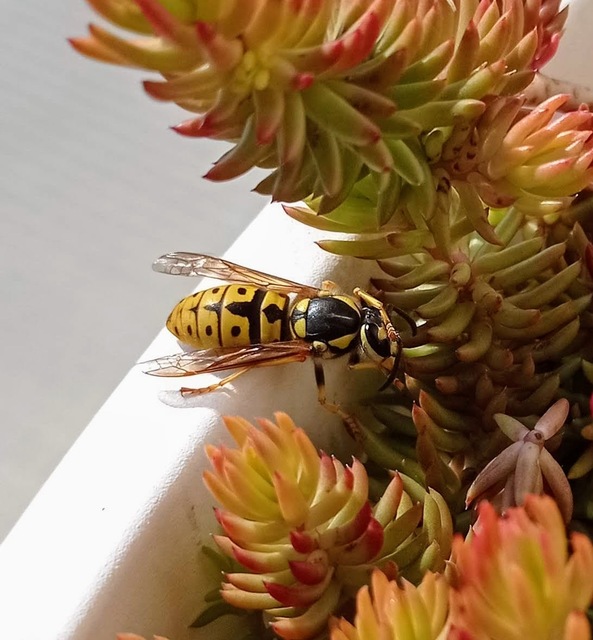 Vespula germanica - német darázs