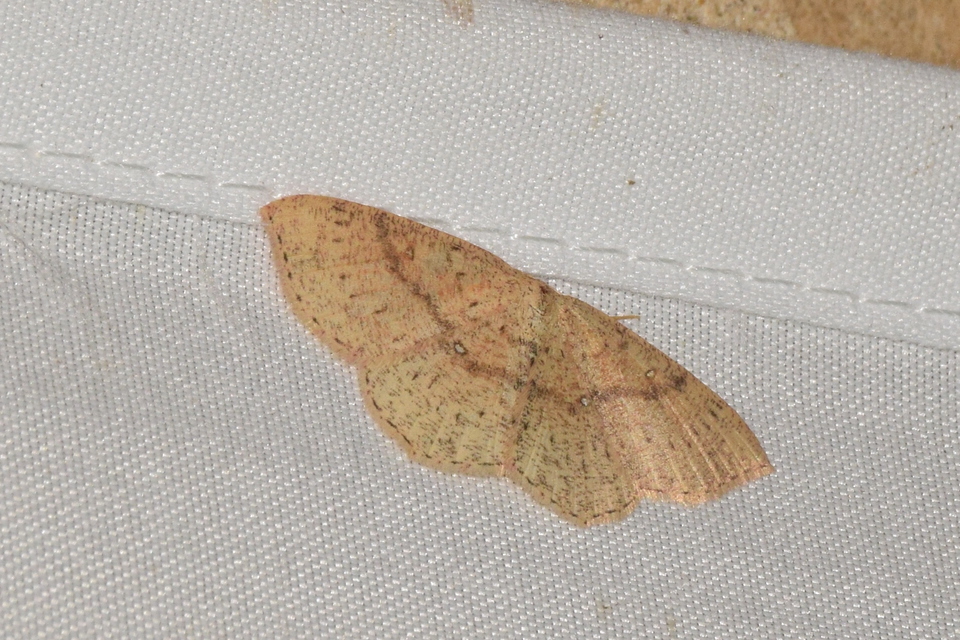Cyclophora porata - körös pettyesaraszoló