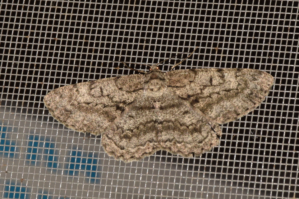 Hypomecis roboraria - nagy tölgyfaaraszoló