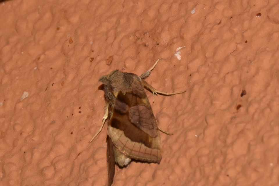 Diachrysia chrysitis - aranybagoly