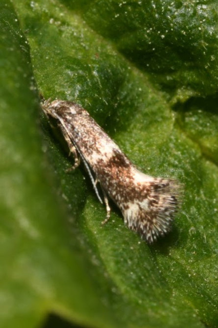 Elachista