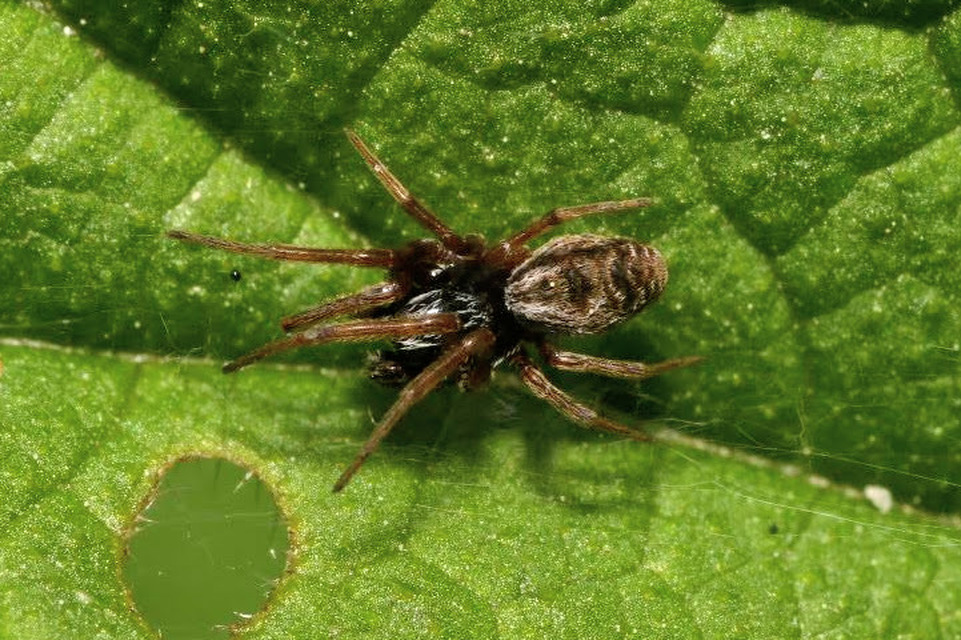 Dictynidae - hamvaspókok