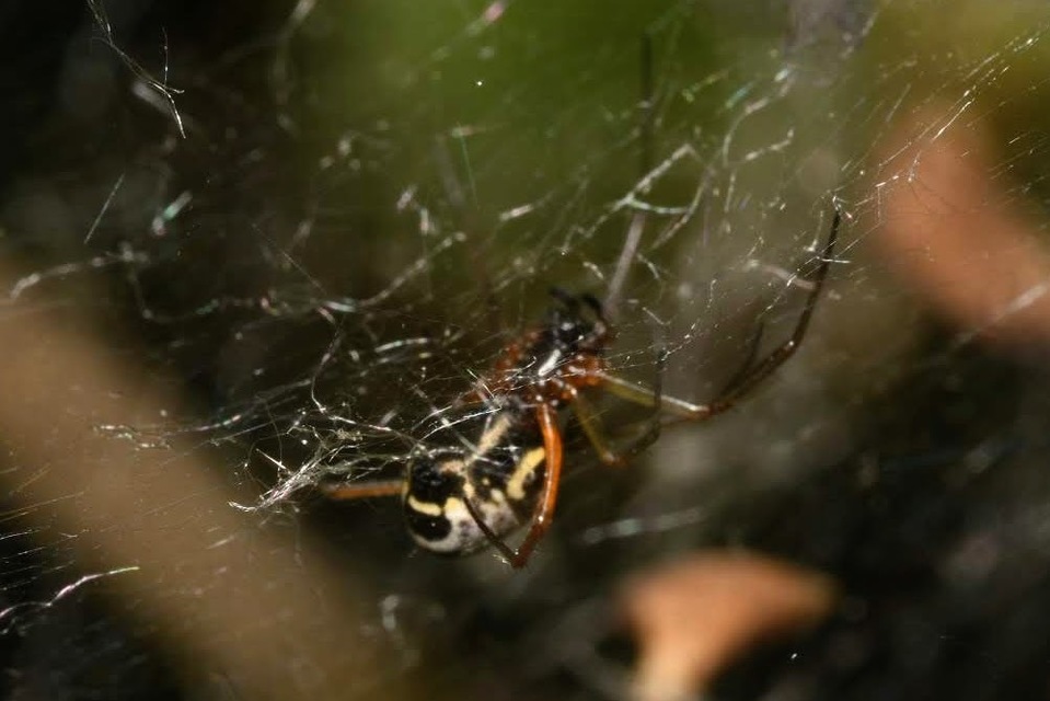 Frontinellina frutetorum - bokor vitorláspók