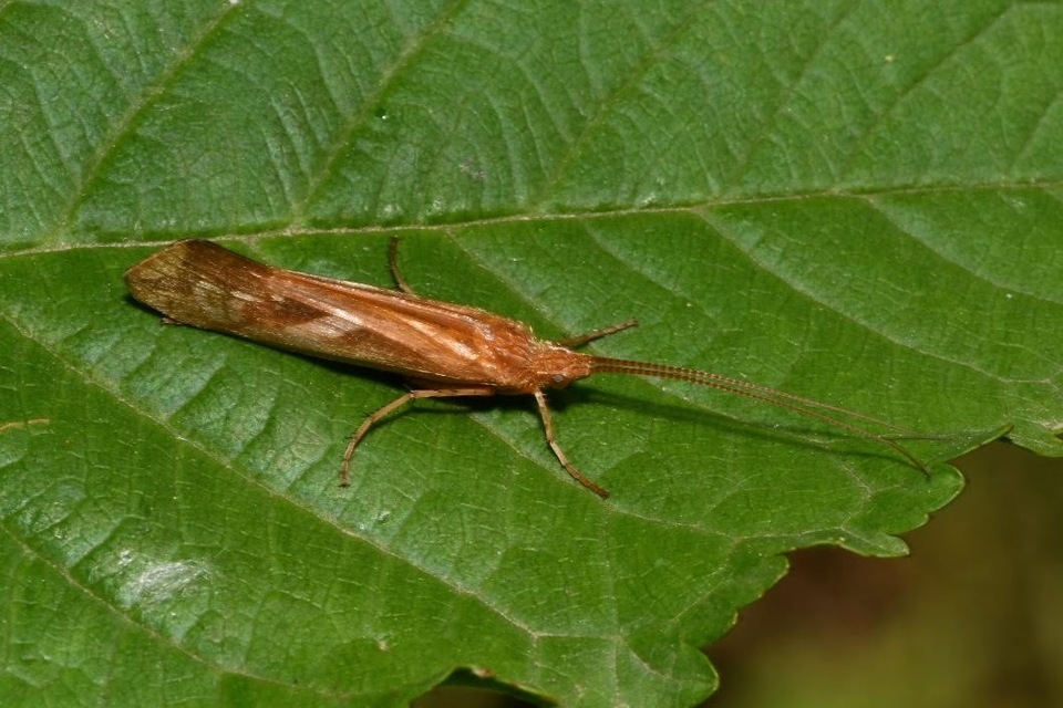 Limnephilus lunatus