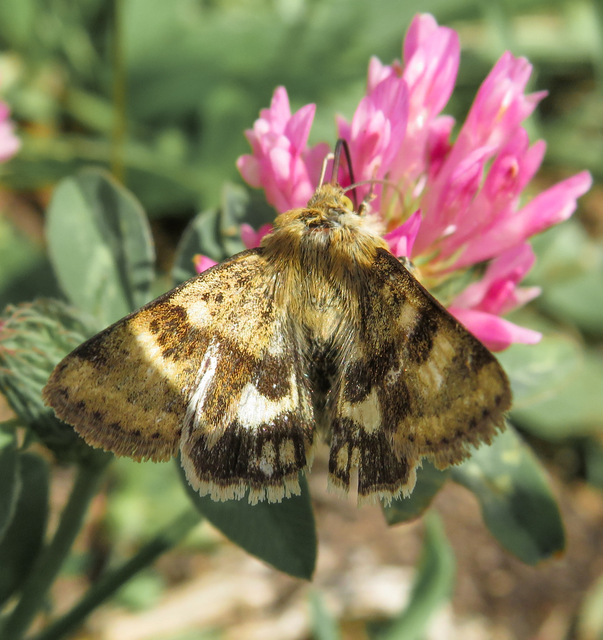Heliothis viriplaca - mácsonyabagoly