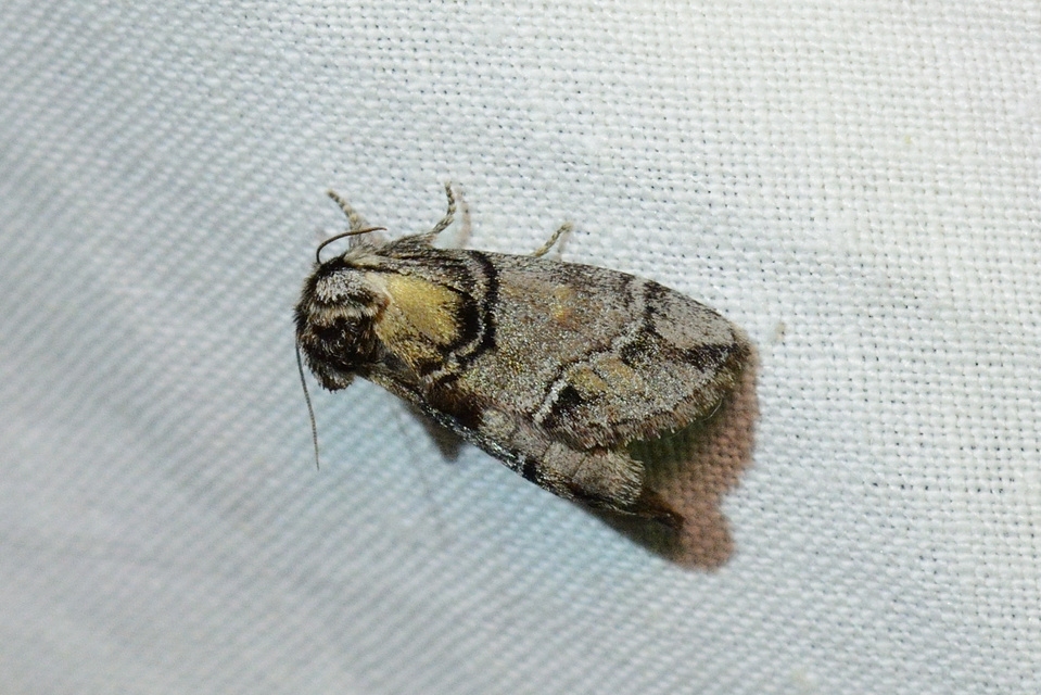 Drymonia velitaris - hegyi púposszövő