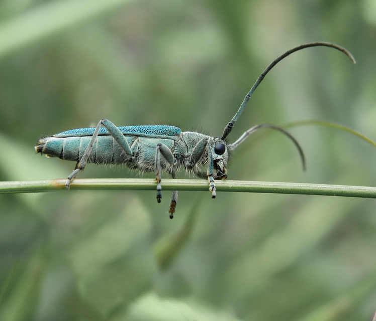 Phytoecia coerulescens - kígyósziszcincér