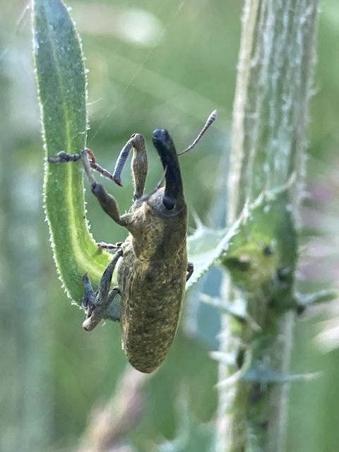 Lixus pulverulentus - mályvafúró dudvabarkó