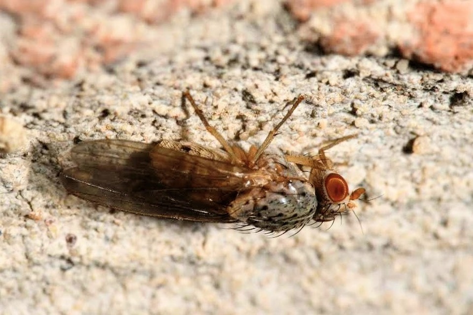 Pseudolyciella pallidiventris