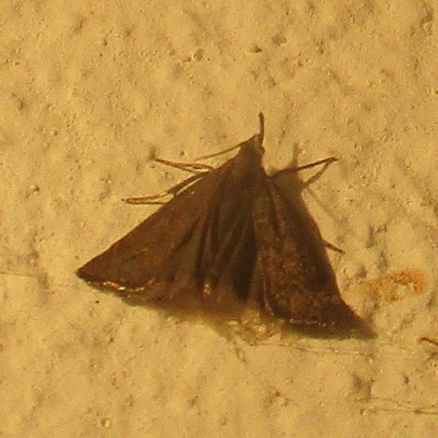 Platytes cerussella - törpe fűgyökérmoly
