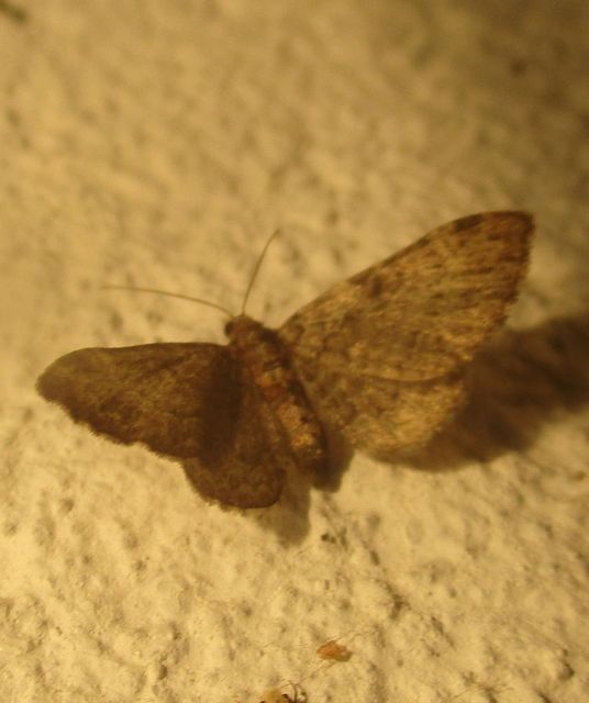 Pasiphila chloerata - hamvas törpearaszoló