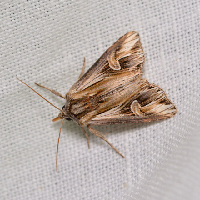 Actinotia polyodon - nagy sugarasbagoly