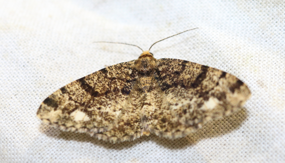 Parectropis similaria - barna zuzmóaraszoló