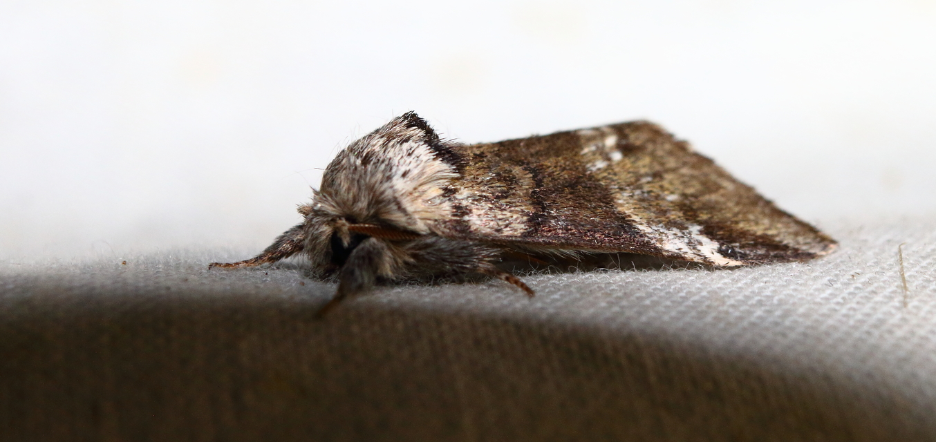 Drymonia querna - tölgyfa-púposszövő