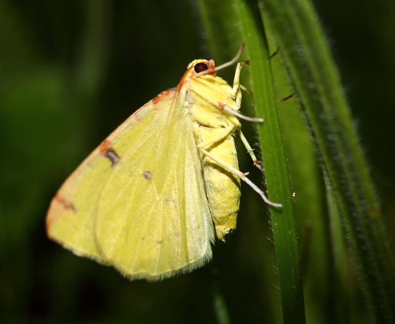 Opisthograptis luteolata - citromsárga araszoló