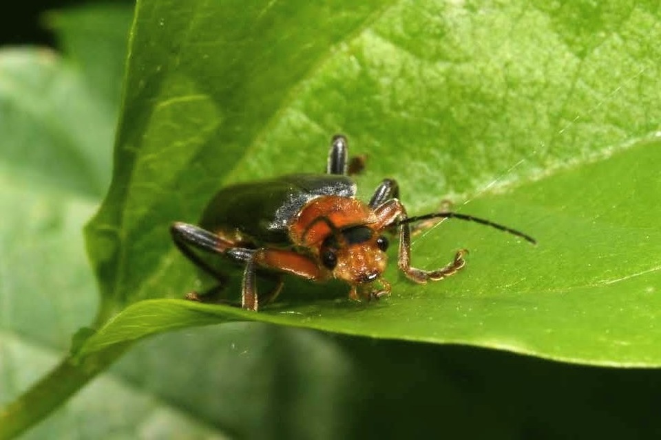 Cantharis livida - mezei lágybogár