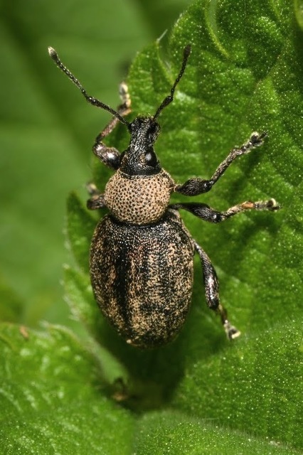Otiorhynchus ligustici - vincellér-gyalogormányos