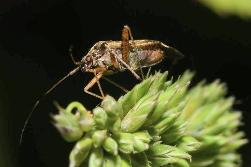 Closterotomus fulvomaculatus - komlópoloska Closterotomus fulvomaculatus - komlópoloska