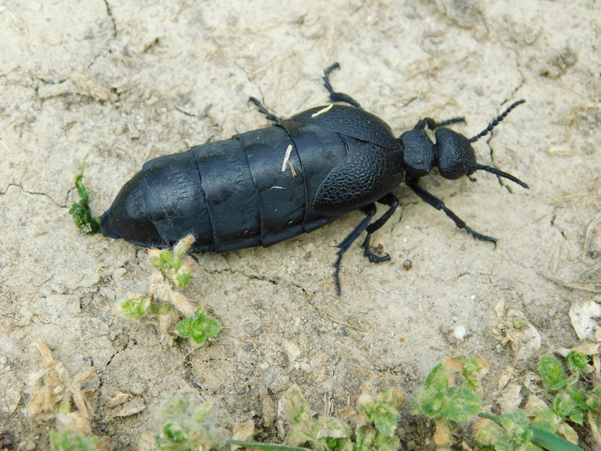 Meloe cicatricosus - óriásnünüke