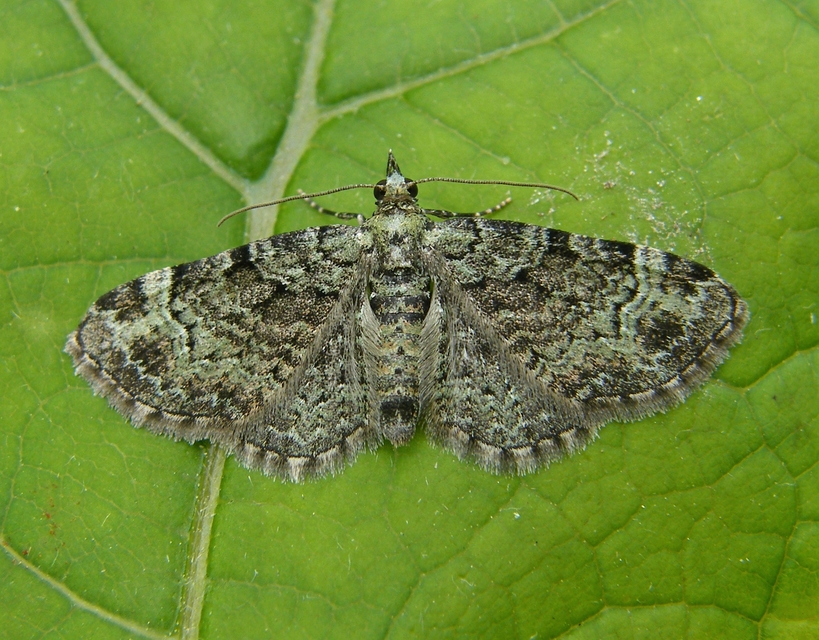 Pasiphila rectangulata - almavirág-araszoló