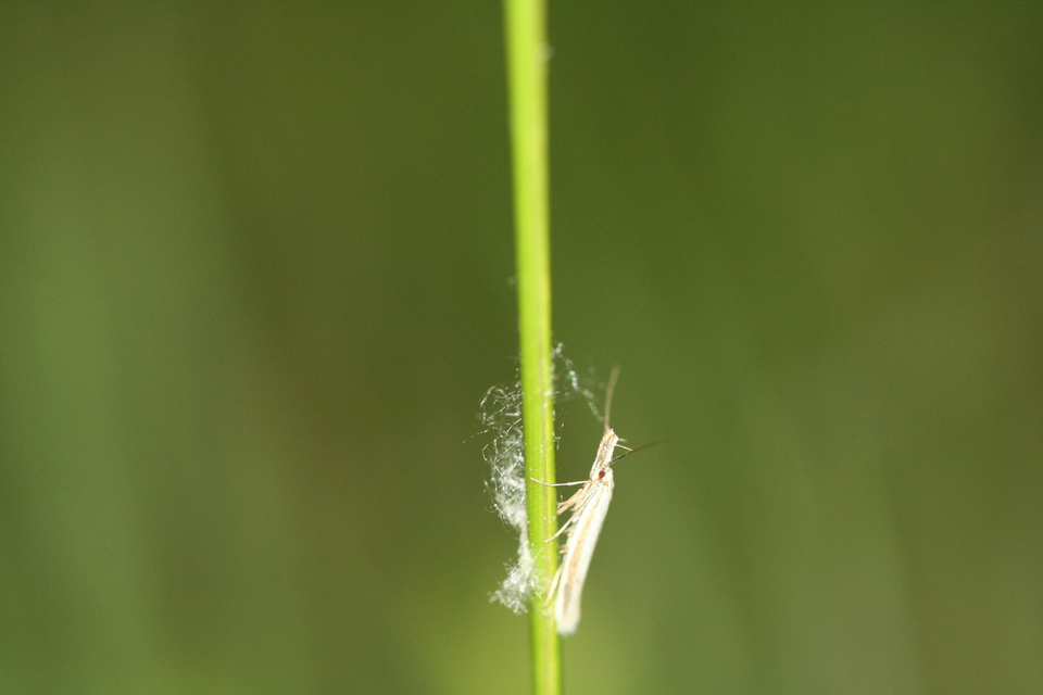 Pleurota
